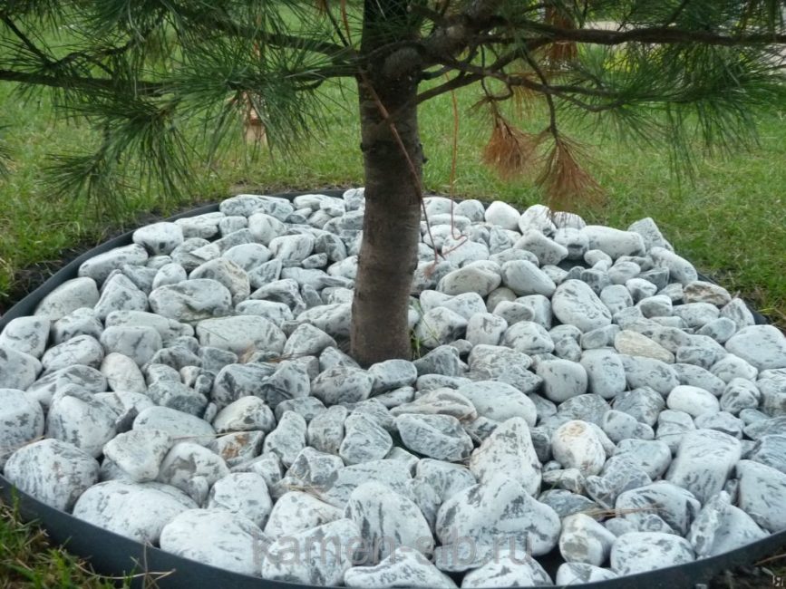 Cailloux autour du tronc