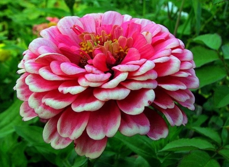zinnia de dahlia