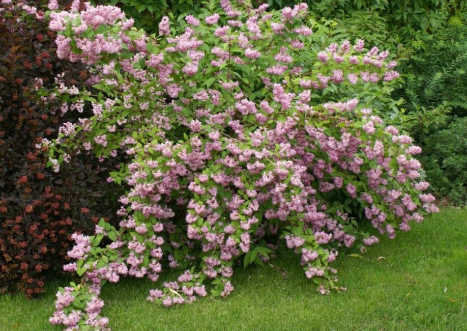 Champs de fraises hybrides