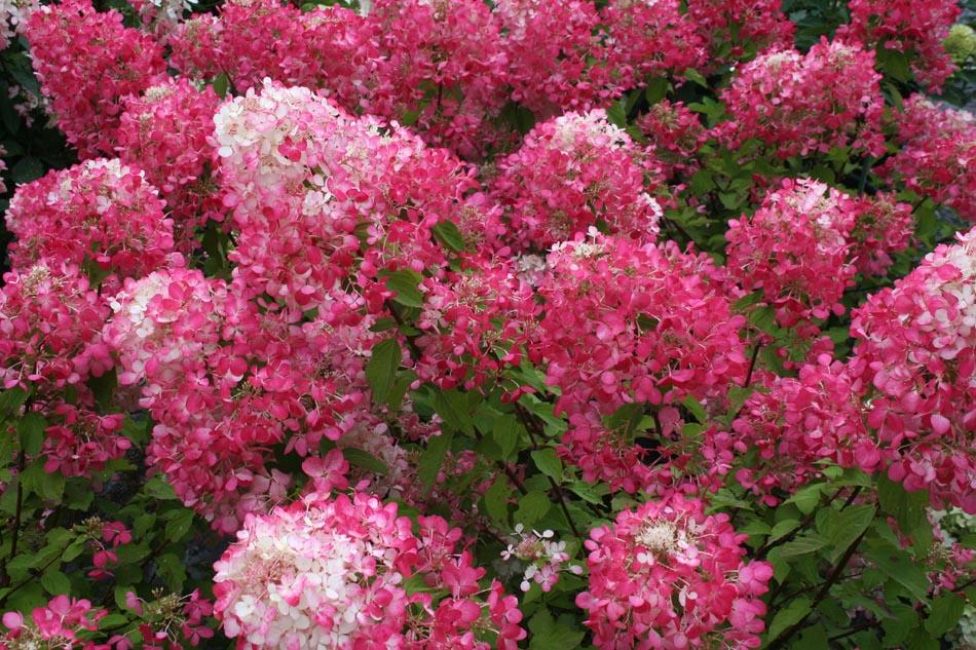 Hydrangea paniculata