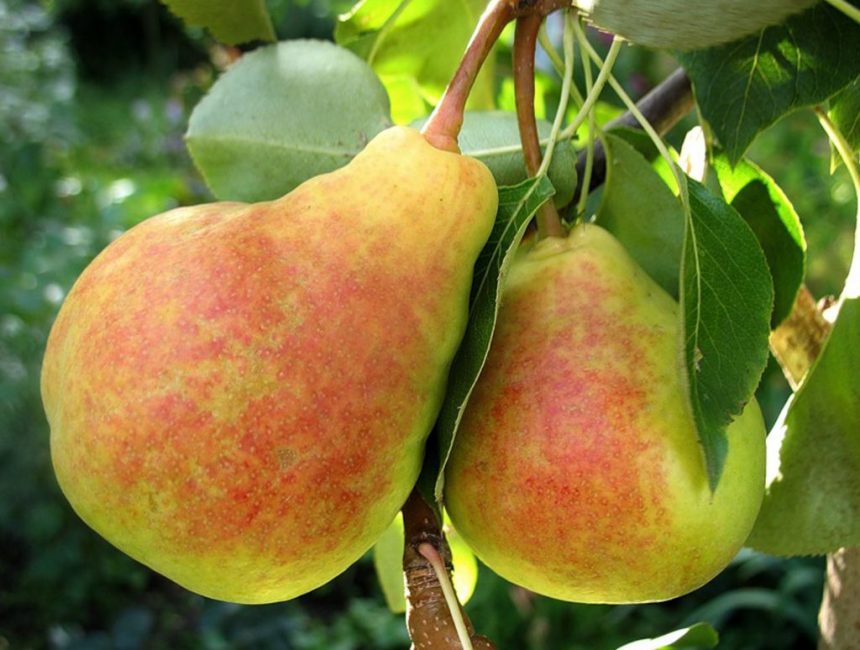 La poire peut fructifier presque toute l'année