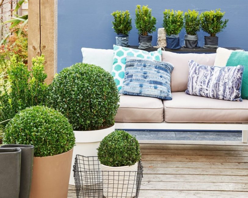 Les arbustes d'ornement peuvent également être cultivés dans un appartement, l'essentiel est de choisir un endroit sombre pour cela.