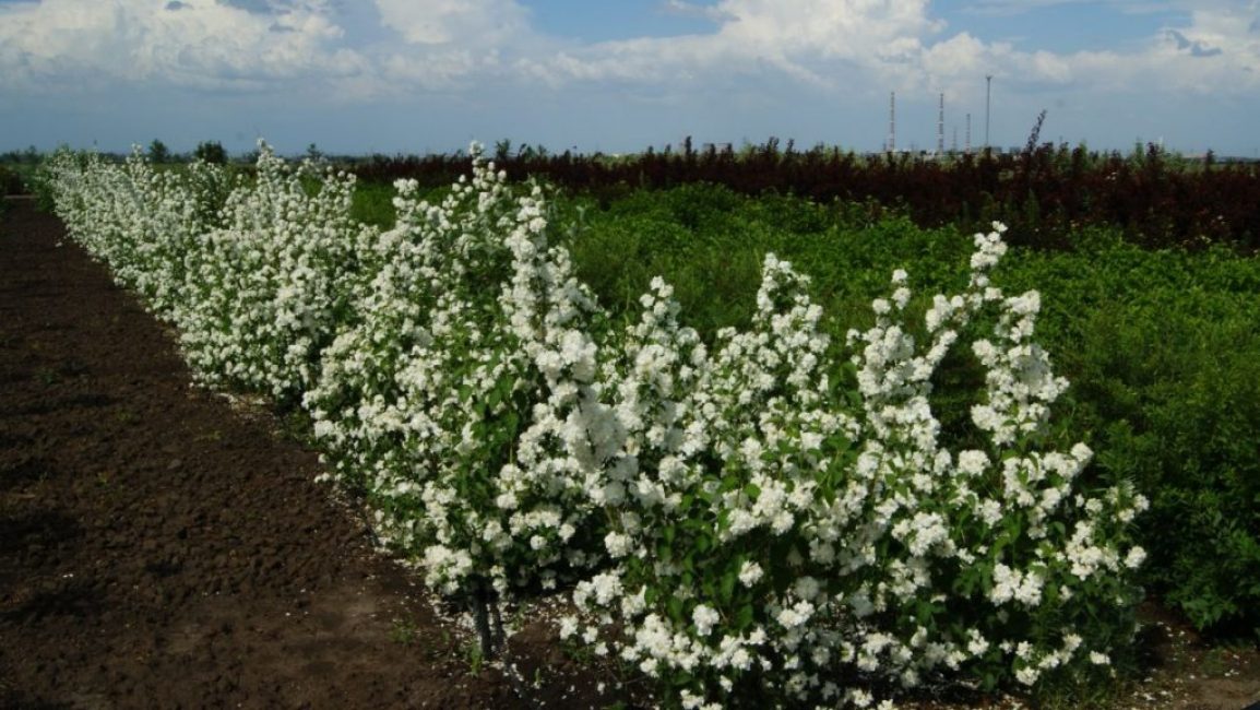 La division de la brousse est effectuée à l'automne