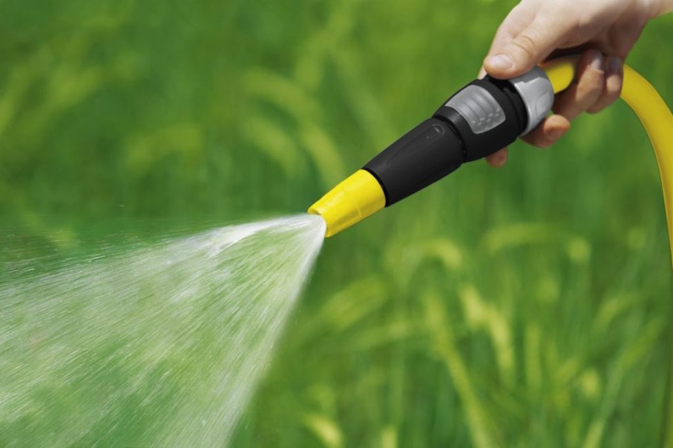 L'arbre nécessite des soins, en particulier dans la première année de vie.