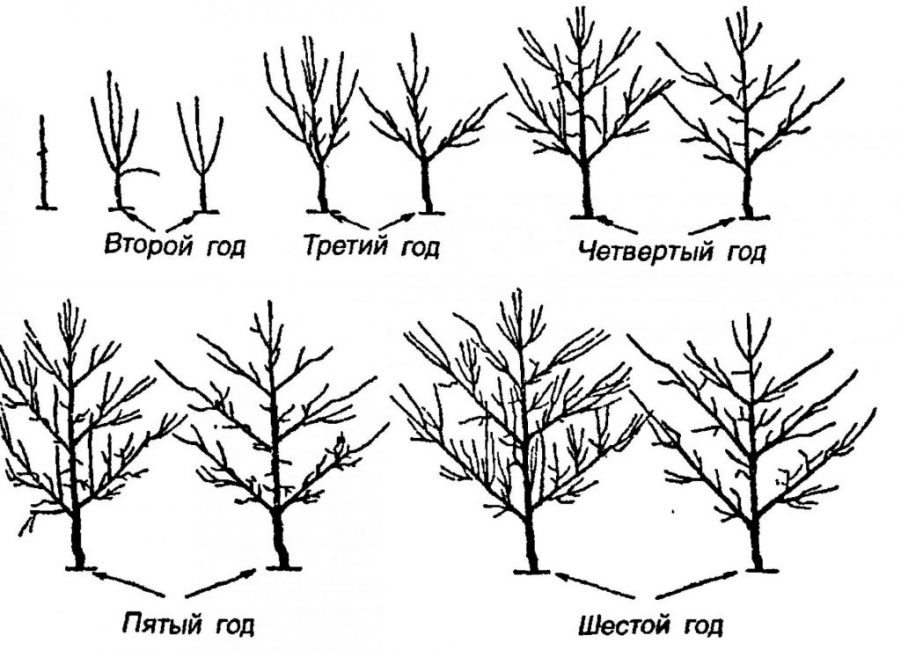 Les arbres des premières années doivent être taillés constamment