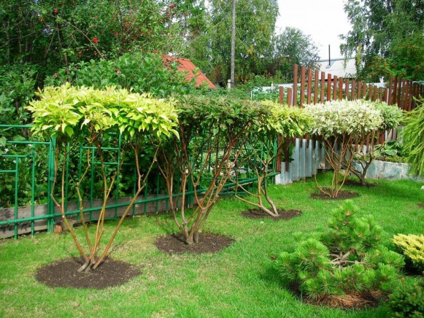 Deren dans l'aménagement paysager