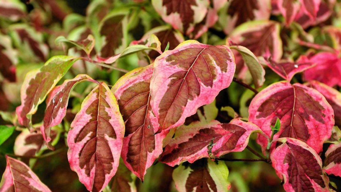 Derain est rouge avec des feuilles en forme d'oeuf