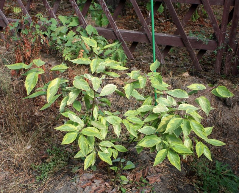 Derain est mieux planté du côté sud