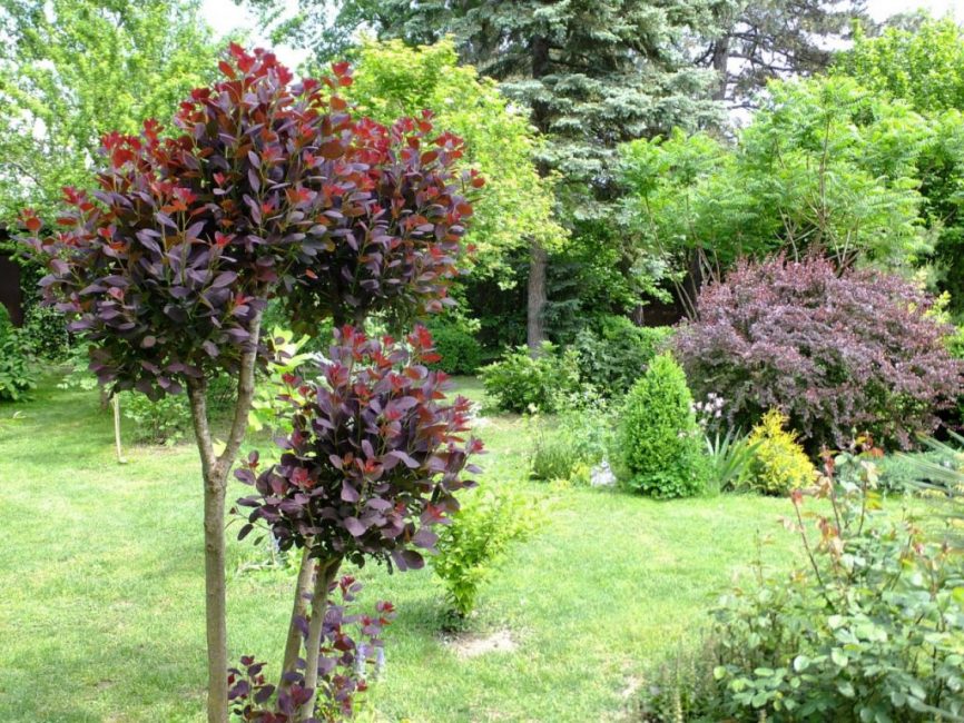 Un endroit spacieux a été choisi pour skumpii