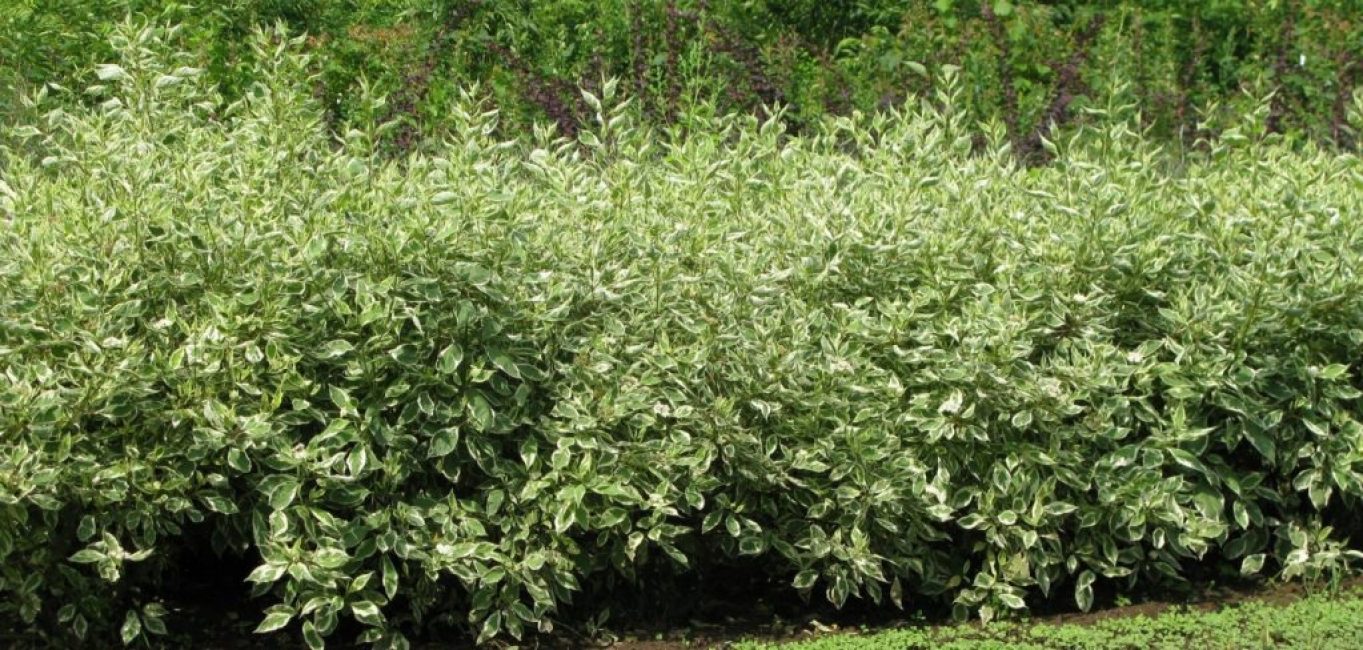 Un revenu supplémentaire peut être obtenu sans trop d'effort