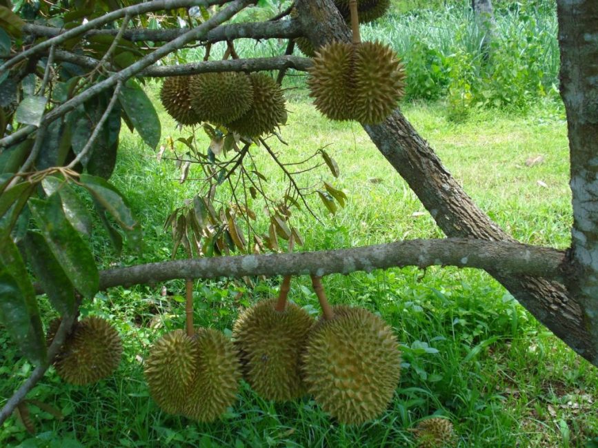 durian