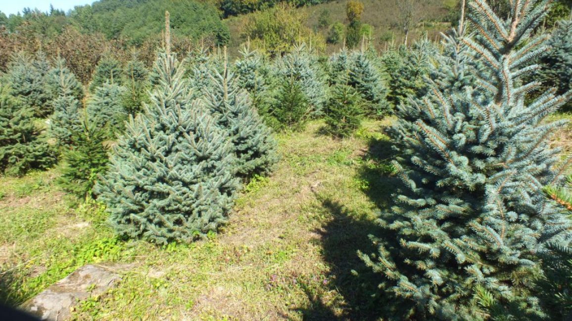 L'épicéa pousse dans des conditions naturelles
