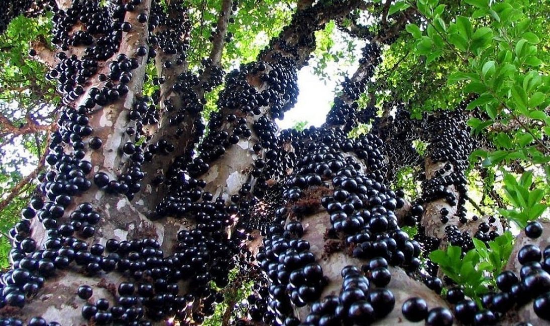 Jaboticaba