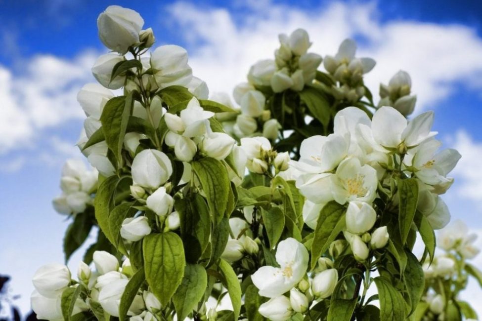 Jasmin en pleine floraison