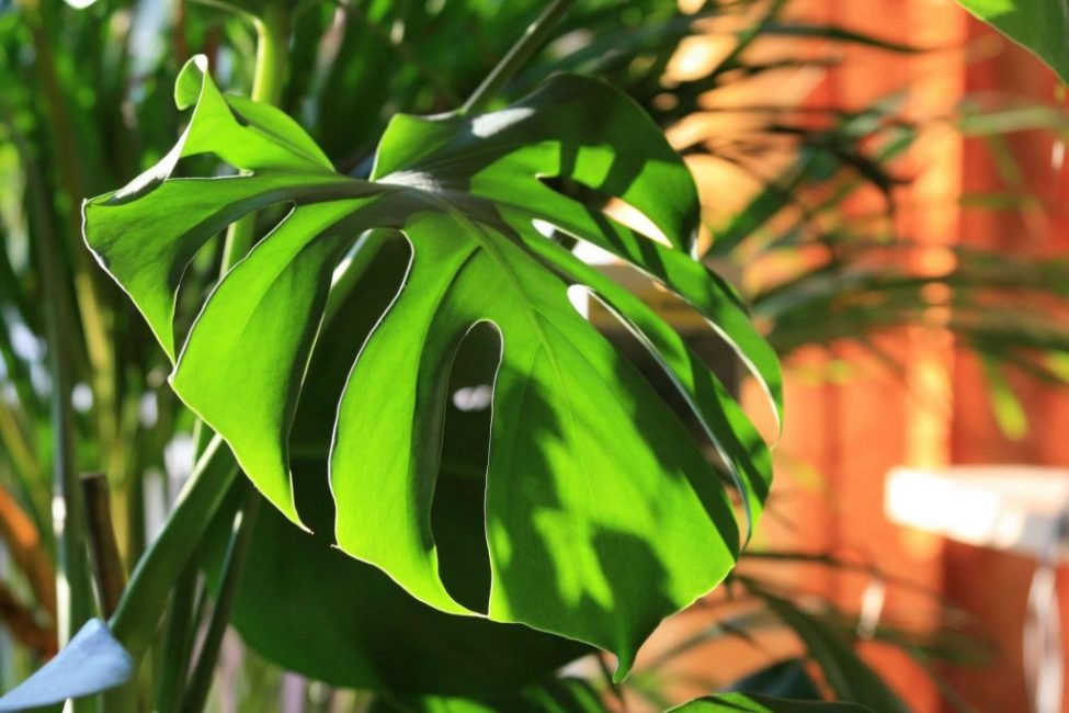 Il est conseillé de placer le monstera dans des endroits éclairés
