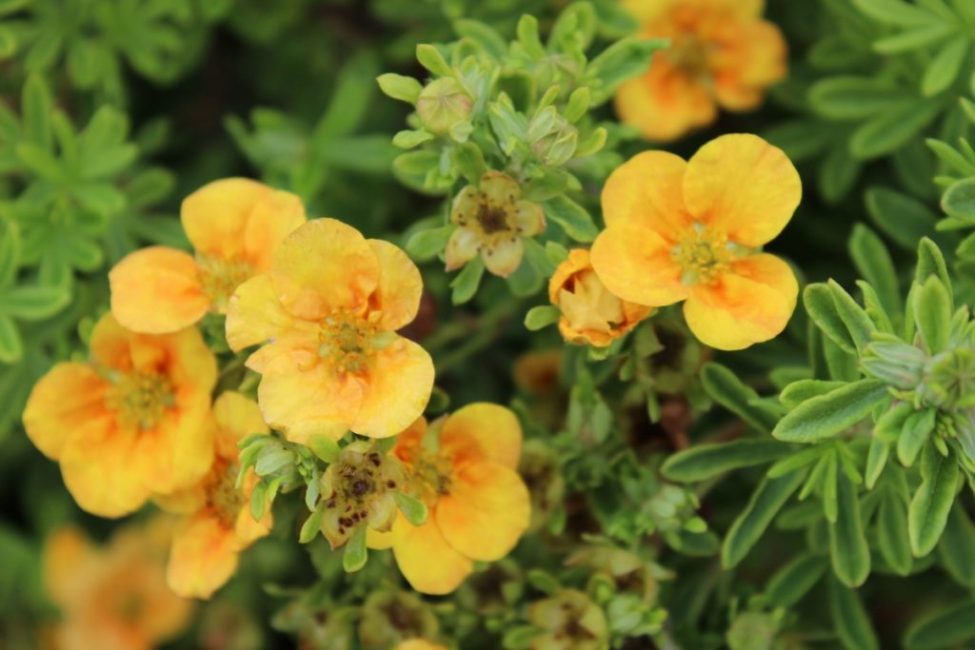 plante à fleurs jaunes