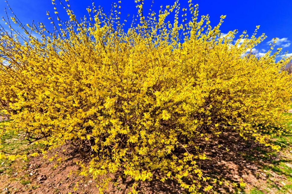 forsythia jaune