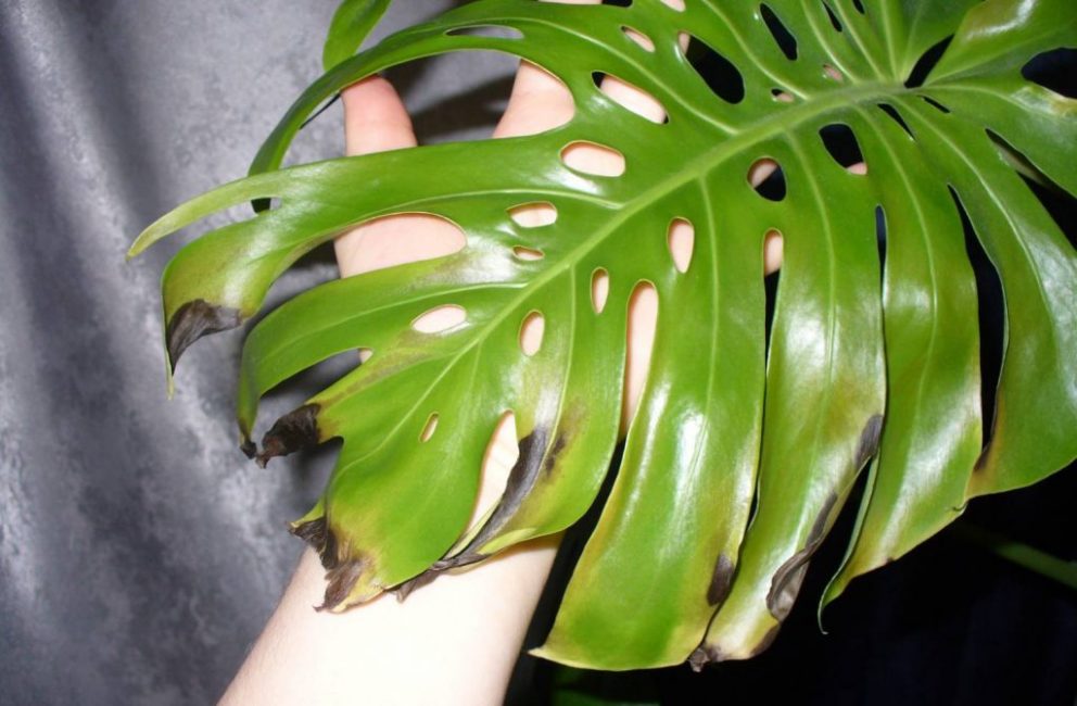 feuilles de plantes malades