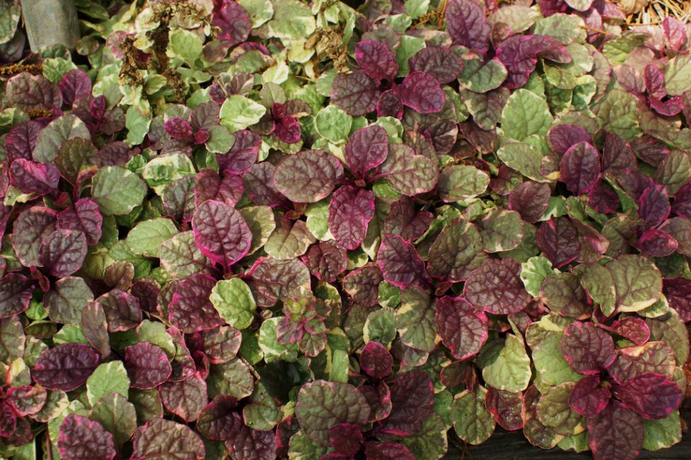 Éclat bourgogne rampant tenace