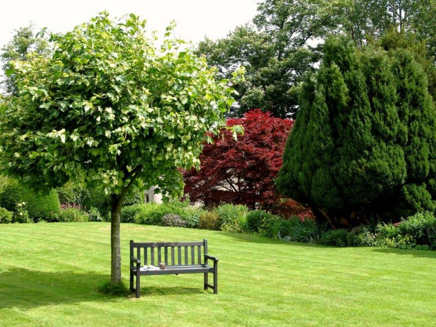 L'herbe sur la pelouse du tronc a l'air très bien