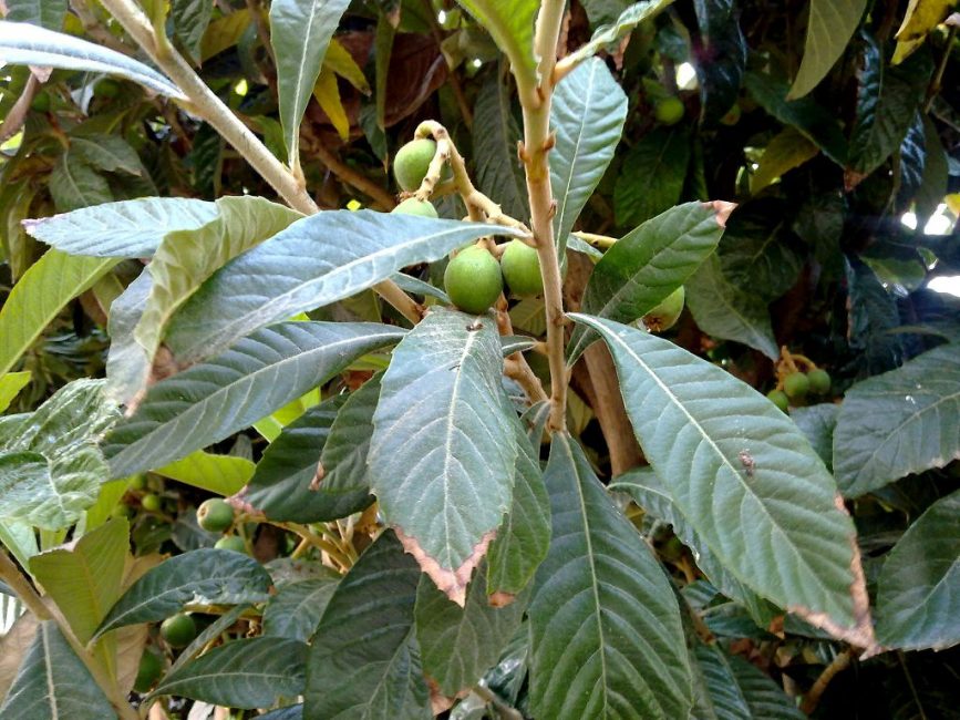 Le dessèchement des feuilles est l'un des problèmes courants lors de la culture des fleurs d'hiver.