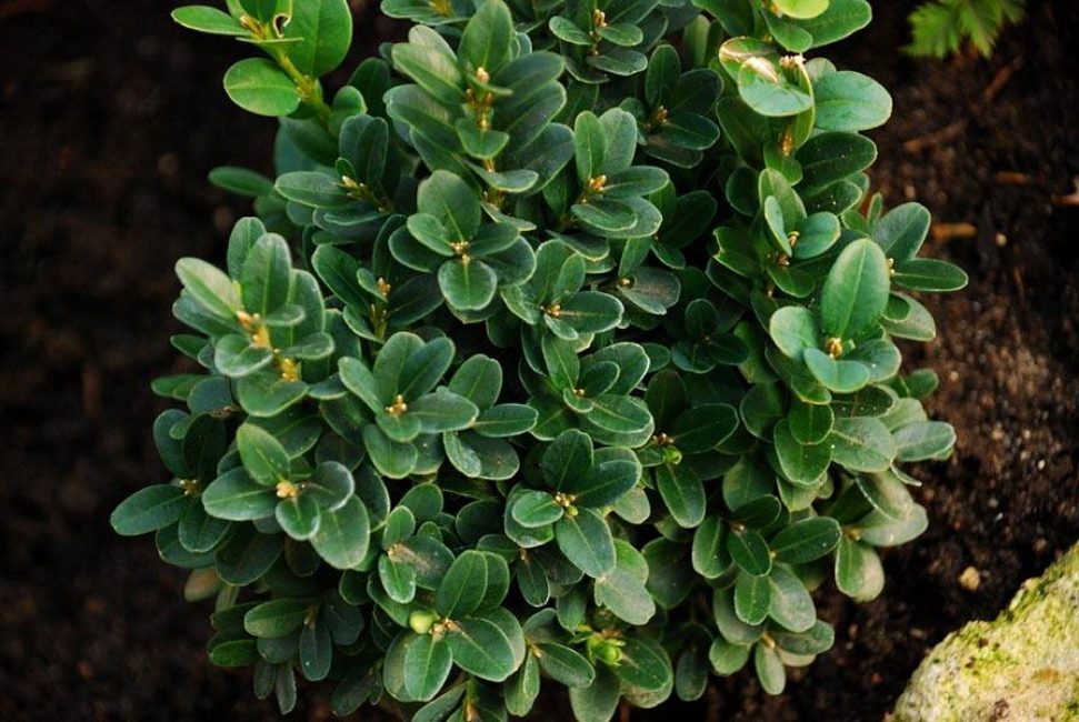 Une plante saine a des feuilles vertes riches.