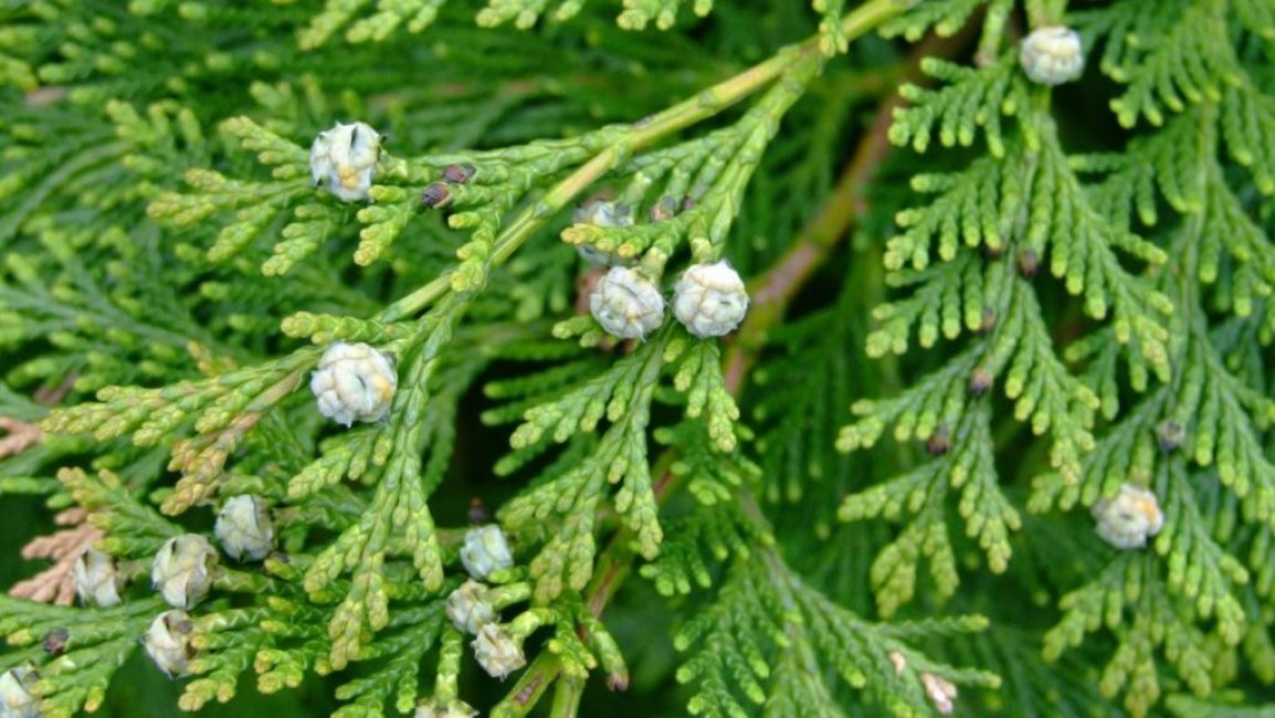 branche verte avec bourgeons