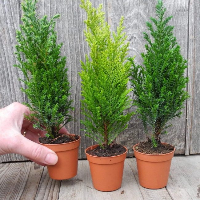 En hiver, le buisson peut être sorti sur le balcon