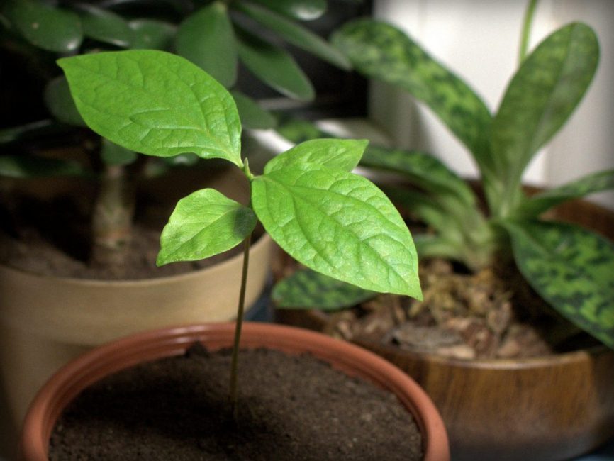 En hiver, il n'est pas nécessaire d'arroser l'arbre à thé, mais il ne faut pas laisser le sol se dessécher complètement.