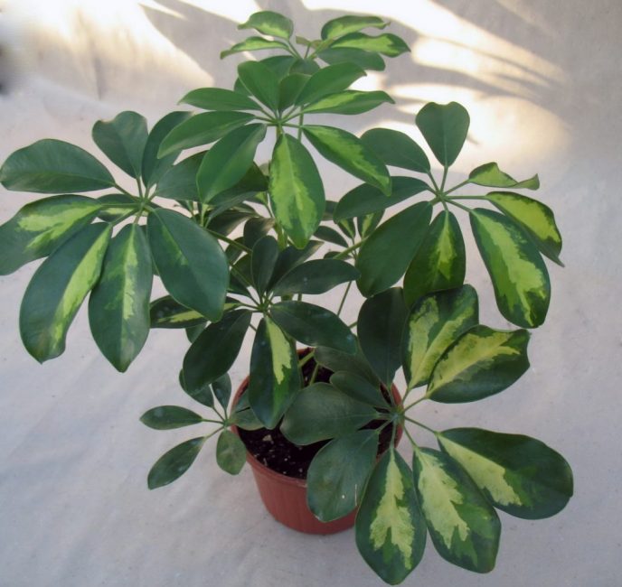 Sheffler a besoin de repos en hiver