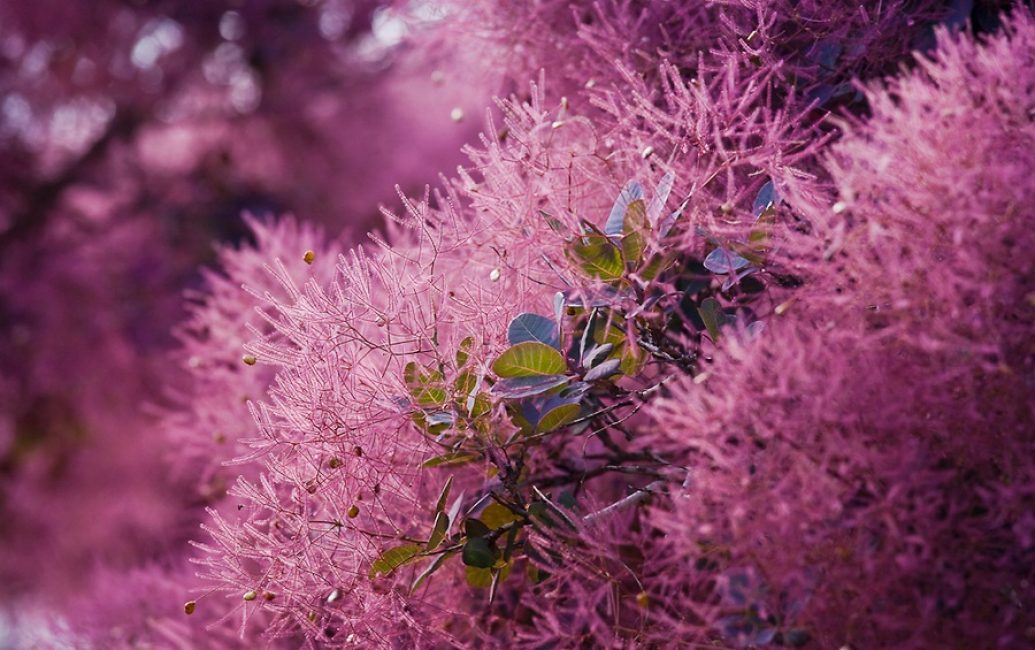 Fisegin est obtenu à partir de skumpia - un colorant orange ou jaune pour la soie, la laine, le cuir