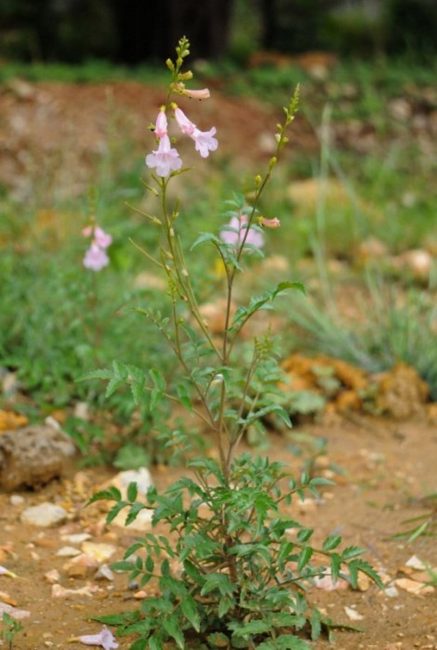 Incarvillea sinensis, vue originale