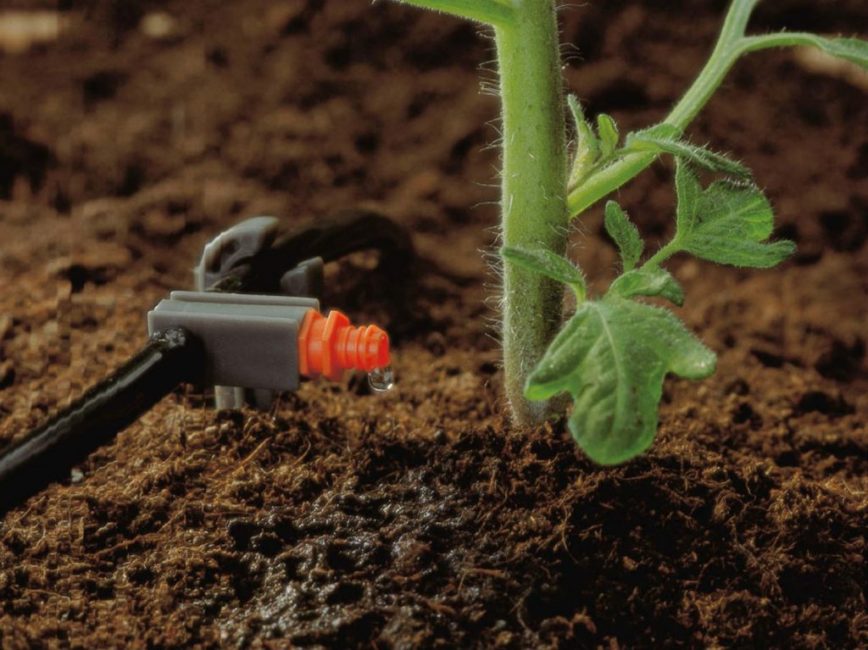 Irrigation goutte à goutte des tomates
