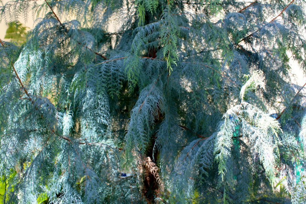 Cyprès du Cachemire