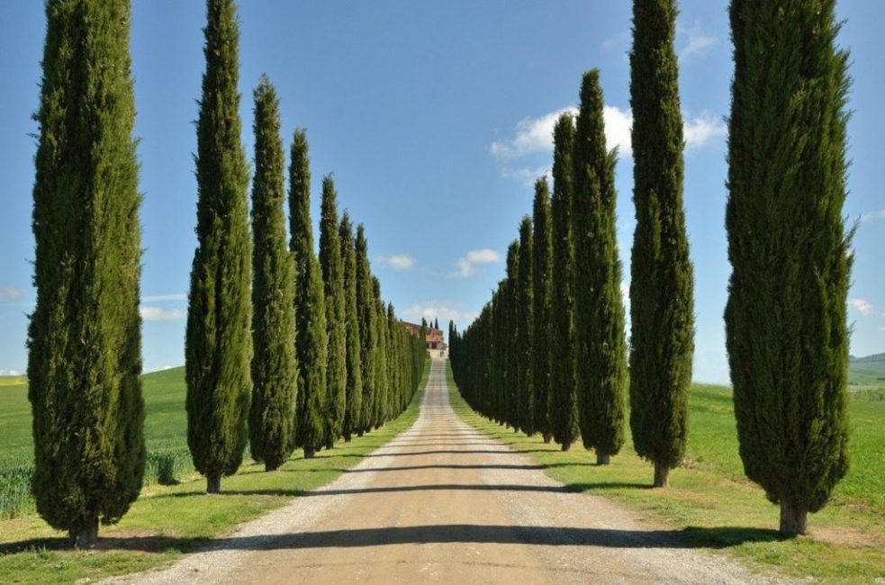 cyprès à feuilles persistantes