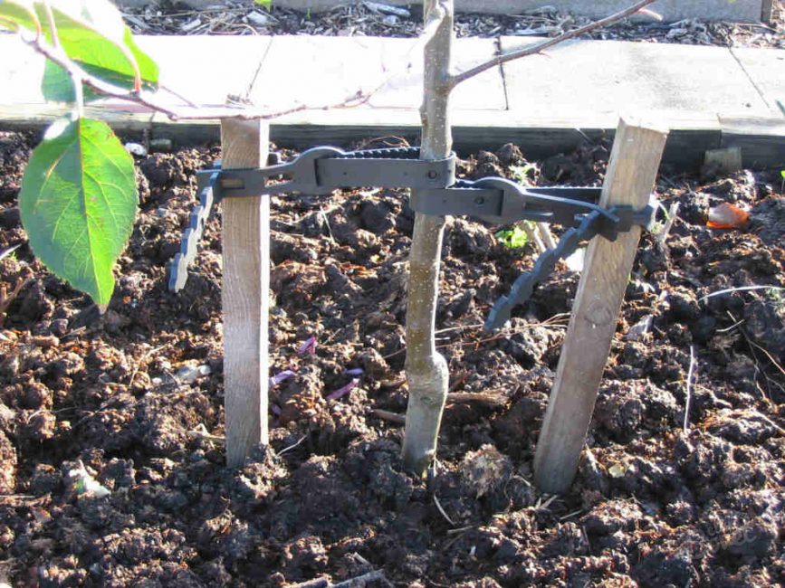 Les piquets sont un support supplémentaire pour un jeune arbre.