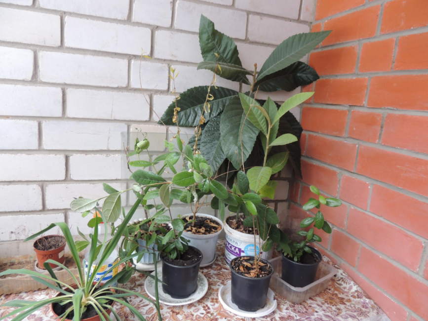 La fleur d'hiver d'intérieur réagit bien aux bains d'air ; en été, elle peut être sortie sur le balcon