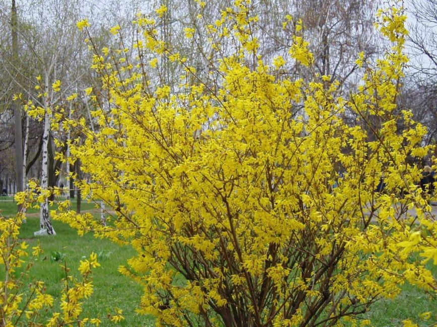 Le soin complet est un arbuste à fleurs stable