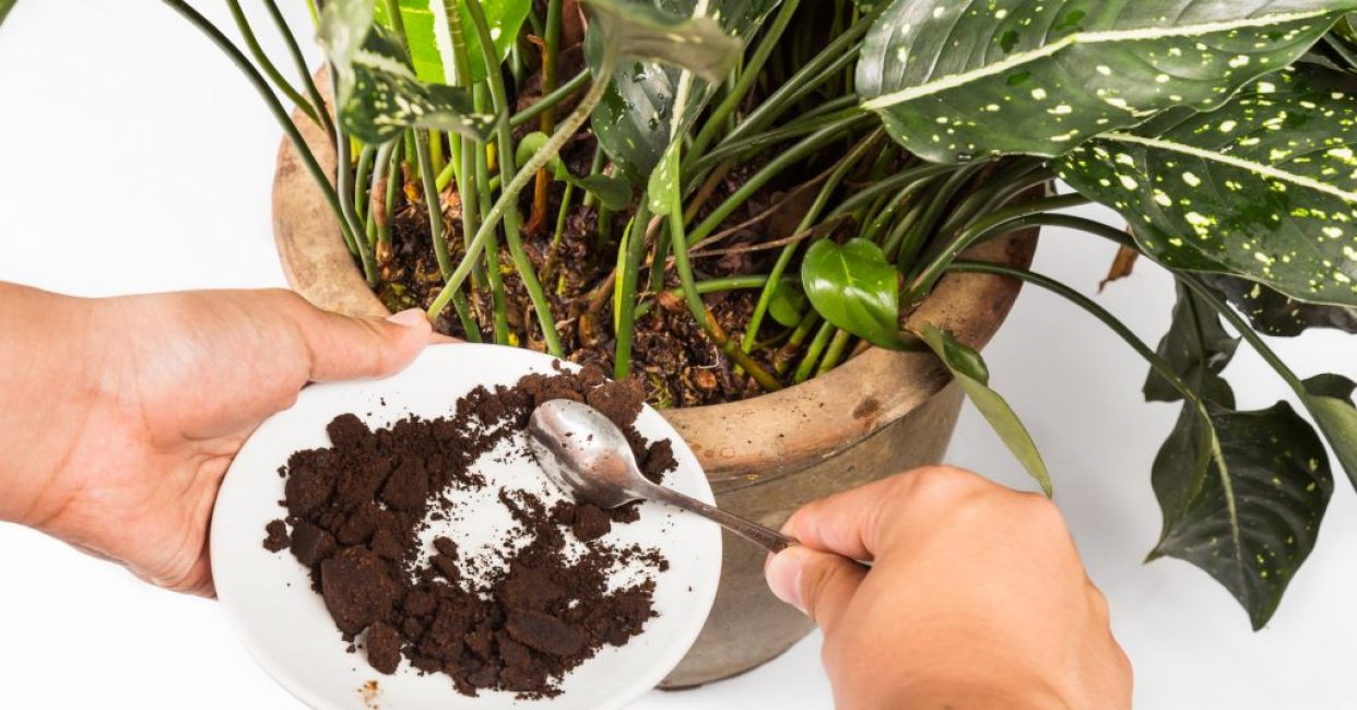 Café somnolent comme engrais