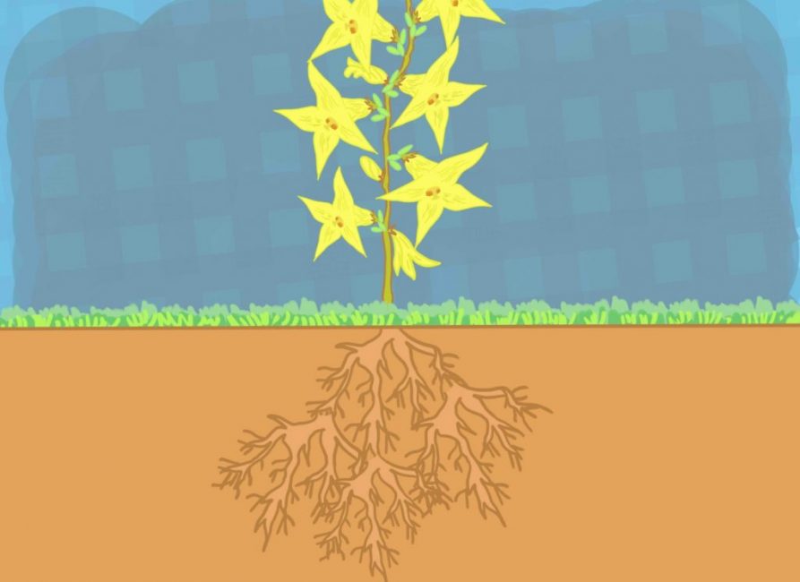 Le cou de la racine doit être au-dessus du sol