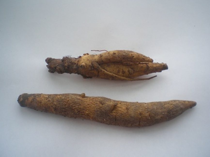 Tubercules d'incarvillea