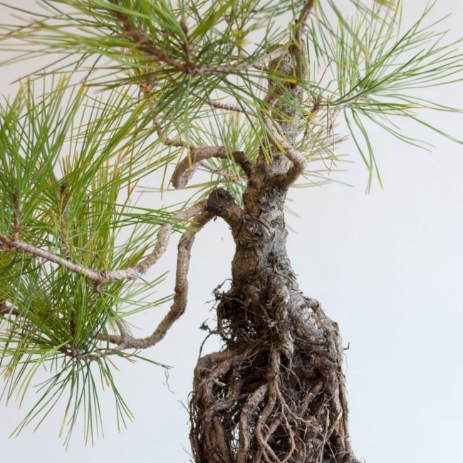 Racines d'un jeune pin