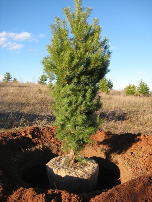 Racines de pin enveloppées de tissu