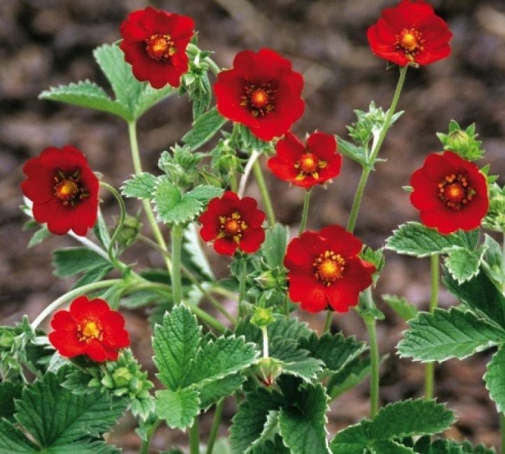 Potentille rouge sang