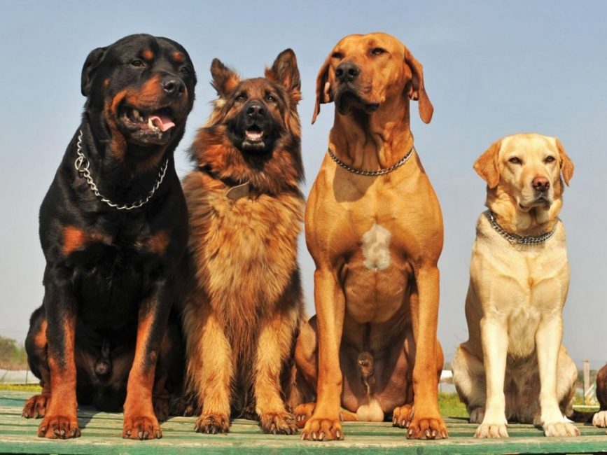 Grandes races de chiens