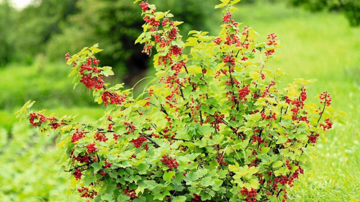 buisson de groseille rouge