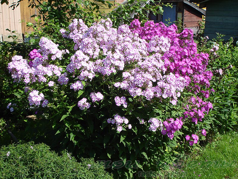 Bush Phlox sur le côté sud du site