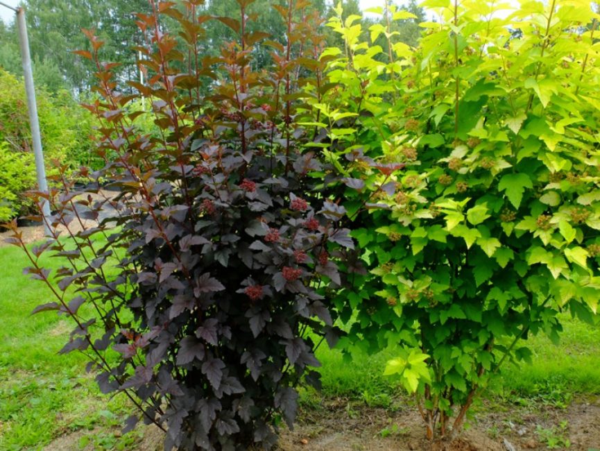 Buissons de vésicules de différentes variétés