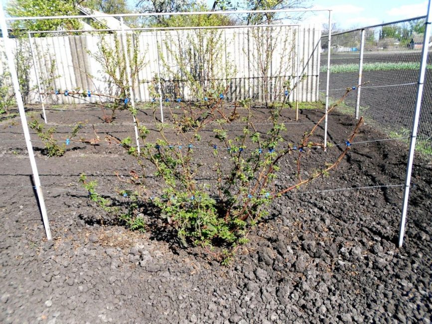 Disposition des buissons en bande