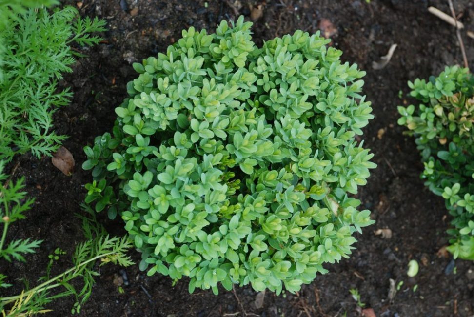 En été, les arbustes ne sont pas arrosés plus souvent qu'en hiver, mais plus abondamment.
